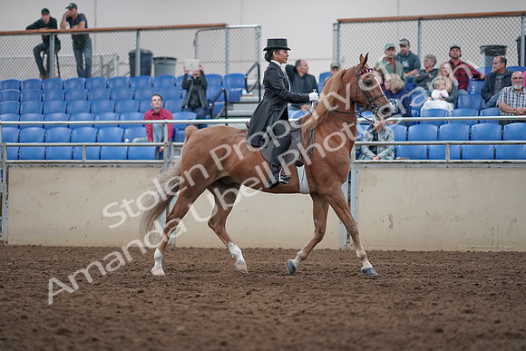 2019 Morgan Horse Show - Aug 31, 2019 - 20725