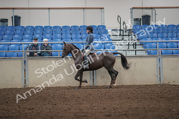 2019 Morgan Horse Show - Aug 31, 2019 - 05005