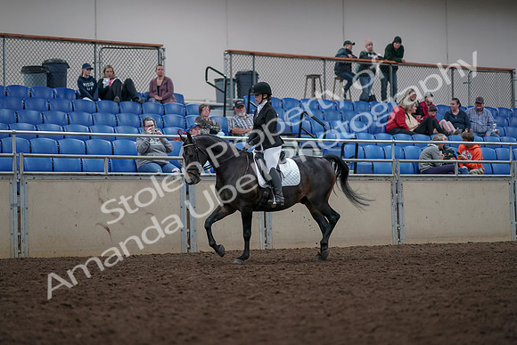 2019 Morgan Horse Show - Aug 31, 2019 - 16637