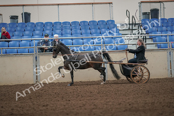 2019 Morgan Horse Show - Aug 31, 2019 - 04312
