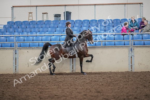 2019 Morgan Horse Show - Aug 30, 2019 - 28232