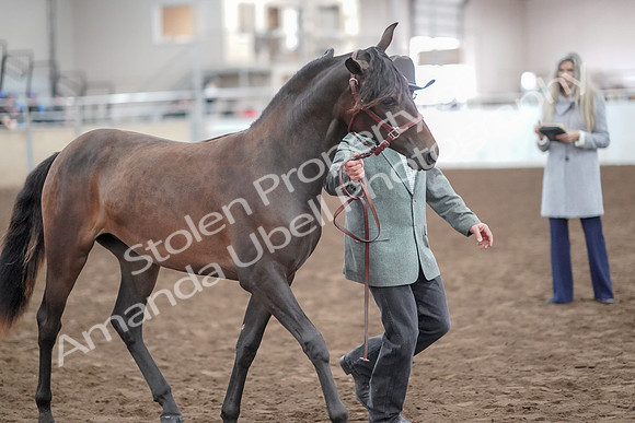 2019 Morgan Horse Show - Aug 31, 2019 - 02872