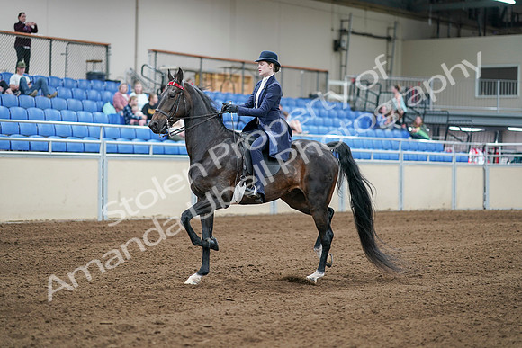 2020 - AB Morgan Horse - Sat, Sept 05 - 06174