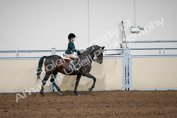 2020 - AB Morgan Horse - Sun, Sept 06 - 07979