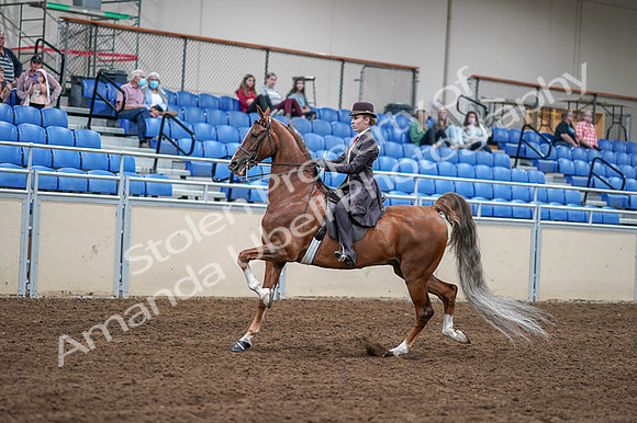 2020 - AB Morgan Horse - Fri, Sept 04 - 11182