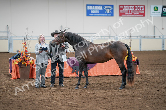 2020 - AB Morgan Horse - Sat, Sept 05 - 00286