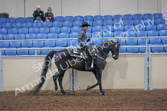 2020 - AB Morgan Horse - Fri, Sept 04 - 08482