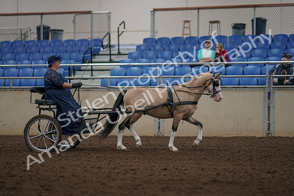 2019 Morgan Horse Show - Aug 31, 2019 - 04438