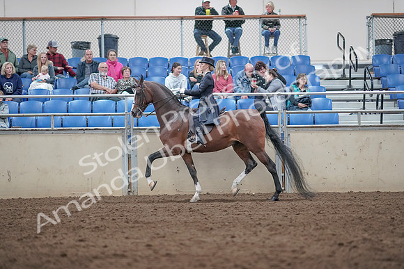 2019 Morgan Horse Show - Aug 31, 2019 - 20495