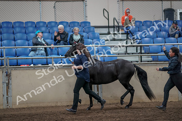 2019 Morgan Horse Show - Aug 31, 2019 - 00900