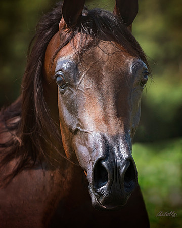 001 - Ehret Equine - July 29, 2018 -  01145