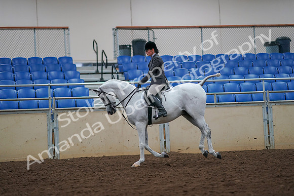 2019 Morgan Horse Show - Aug 30, 2019 - 17448