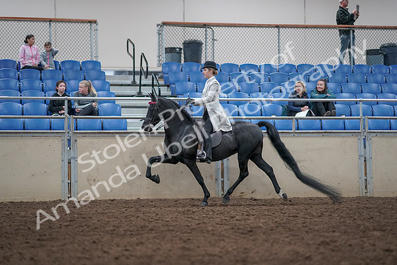 2019 Morgan Horse Show - Aug 31, 2019 - 09431