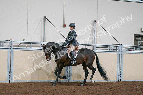 2020 - AB Morgan Horse - Sun, Sept 06 - 08190