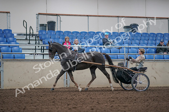 2019 Morgan Horse Show - Aug 31, 2019 - 10259