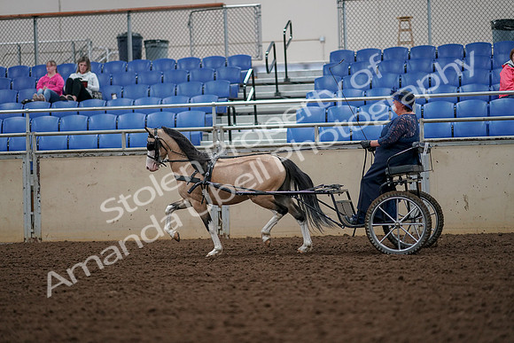 2019 Morgan Horse Show - Aug 30, 2019 - 13306