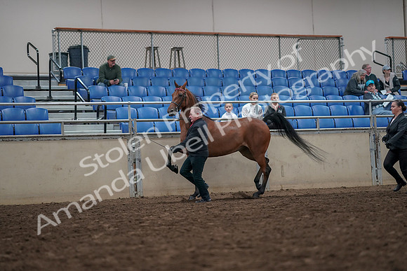 2019 Morgan Horse Show - Aug 31, 2019 - 03578