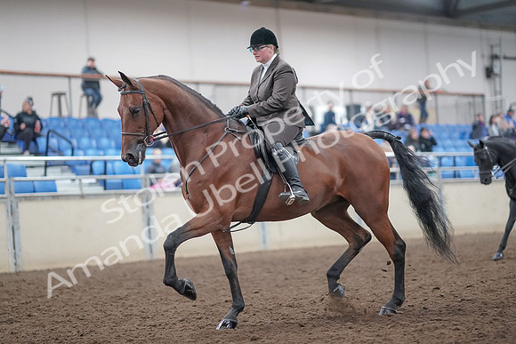 2019 Morgan Horse Show - Aug 31, 2019 - 14649
