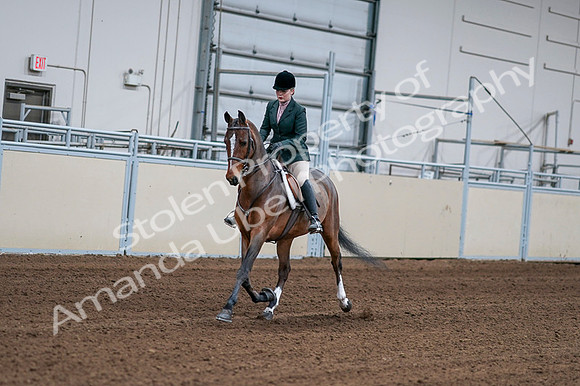 2020 - AB Morgan Horse - Fri, Sept 04 - 01679