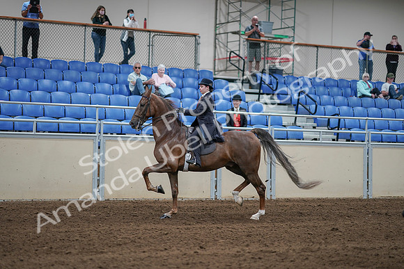 2020 - AB Morgan Horse - Sat, Sept 05 - 06214