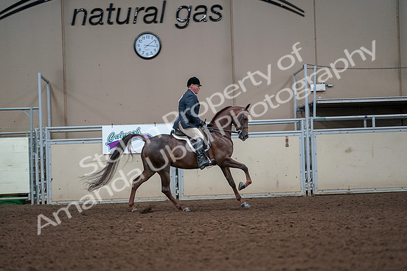 2019 Morgan Horse Show - Aug 30, 2019 - 17538