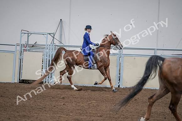2020 - AB Morgan Horse - Fri, Sept 04 - 05147
