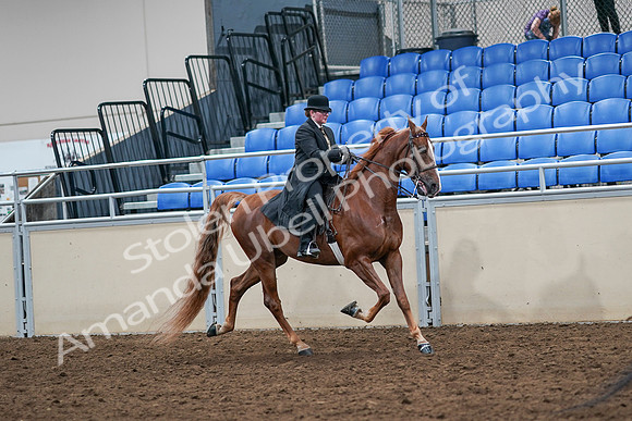 2020 - AB Morgan Horse - Sat, Sept 05 - 08254