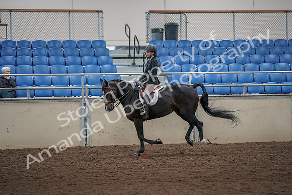 2019 Morgan Horse Show - Aug 31, 2019 - 05031