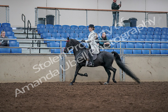 2019 Morgan Horse Show - Aug 31, 2019 - 09333