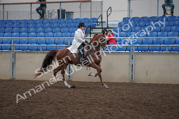 2019 Morgan Horse Show - Aug 31, 2019 - 17973