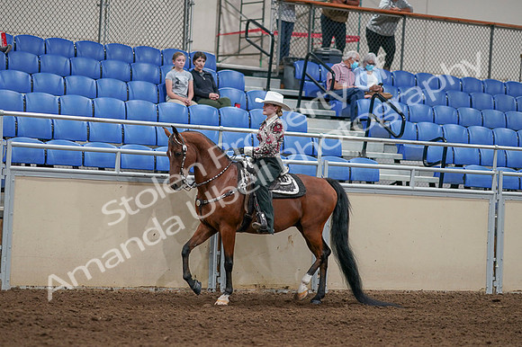 2020 - AB Morgan Horse - Fri, Sept 04 - 08308