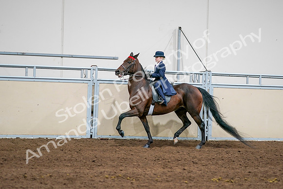 2020 - AB Morgan Horse - Sun, Sept 06 - 08145