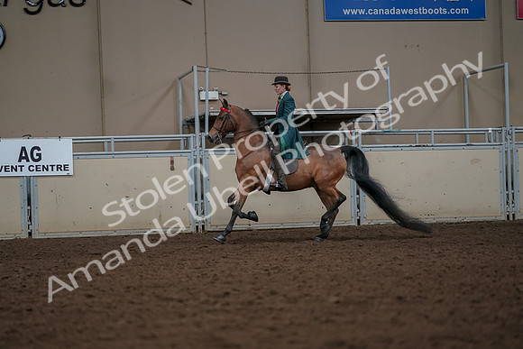 2019 Morgan Horse Show - Aug 30, 2019 - 27922