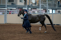 2020 - AB Morgan Horse - Fri, Sept 04 - 00671