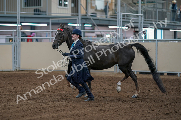 2020 - AB Morgan Horse - Fri, Sept 04 - 00671