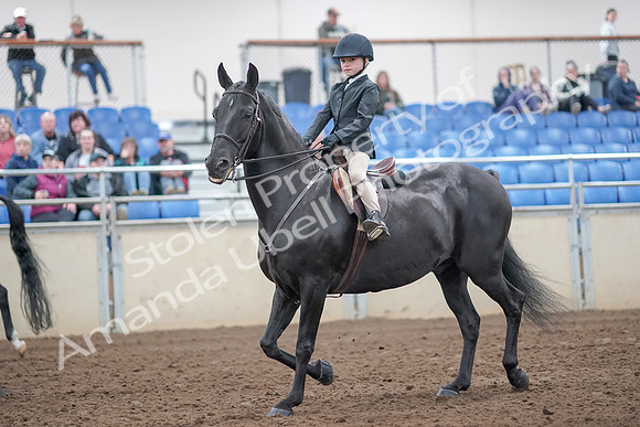 2019 Morgan Horse Show - Aug 31, 2019 - 19413
