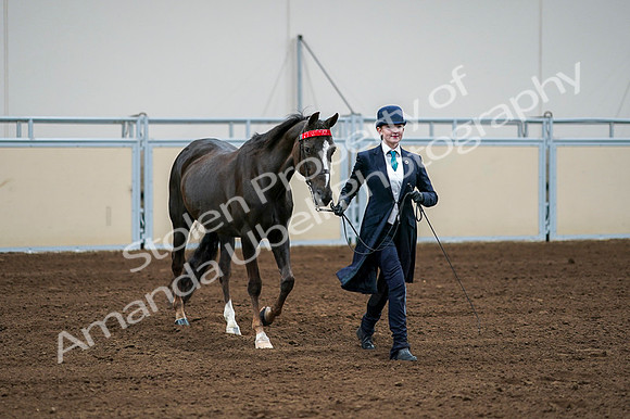 2020 - AB Morgan Horse - Fri, Sept 04 - 00688