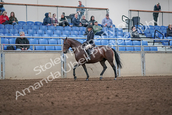 2019 Morgan Horse Show - Aug 31, 2019 - 19527