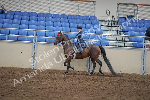 2020 - AB Morgan Horse - Sat, Sept 05 - 04793