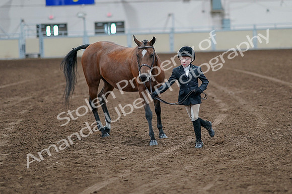 2020 - AB Morgan Horse - Fri, Sept 04 - 00906