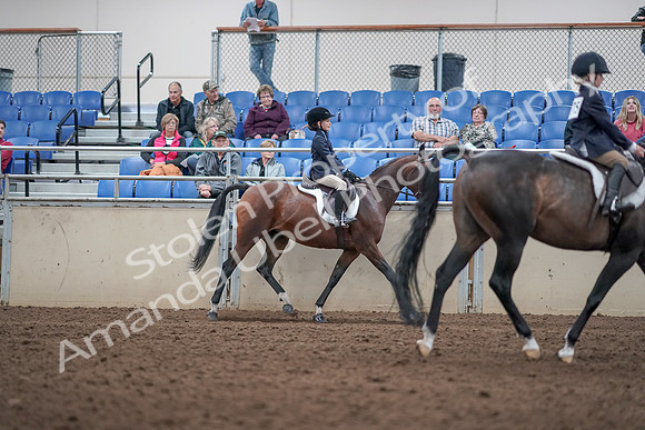 2019 Morgan Horse Show - Aug 31, 2019 - 19678