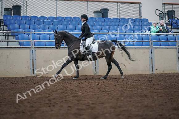 2019 Morgan Horse Show - Aug 30, 2019 - 18434