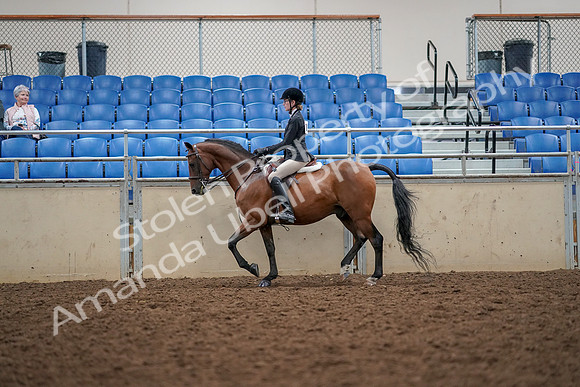 2019 Morgan Horse Show - Aug 30, 2019 - 23150