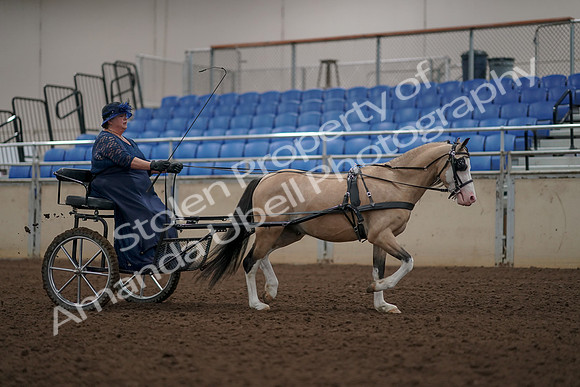 2019 Morgan Horse Show - Aug 31, 2019 - 04475