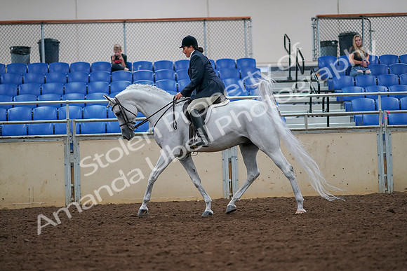 2019 Morgan Horse Show - Aug 30, 2019 - 17321