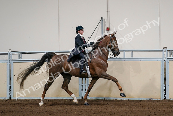2020 - AB Morgan Horse - Sat, Sept 05 - 06385