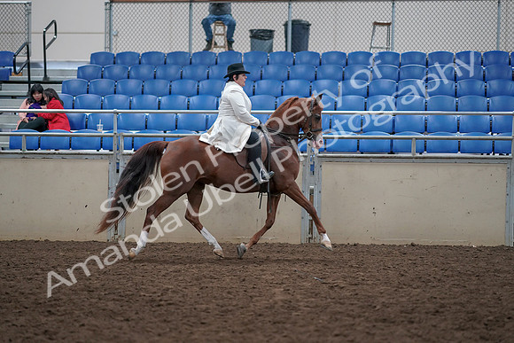 2019 Morgan Horse Show - Aug 31, 2019 - 17982