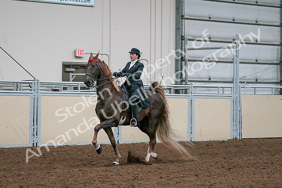 2020 - AB Morgan Horse - Sat, Sept 05 - 13101
