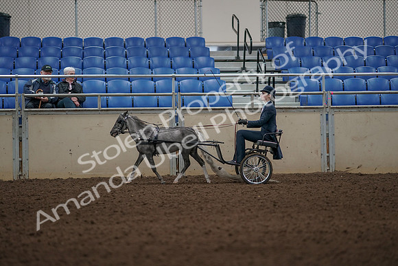 2019 Morgan Horse Show - Aug 31, 2019 - 04378