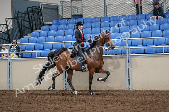 2020 - AB Morgan Horse - Sat, Sept 05 - 06760